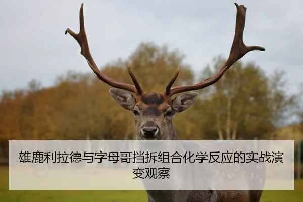 雄鹿利拉德与字母哥挡拆组合化学反应的实战演变观察